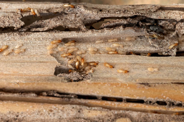 Best Commercial Pest Control Services  in Fayetteville, GA